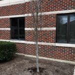 Figure 3: Creating a 1–2-inch space between the root flare and the mulch.