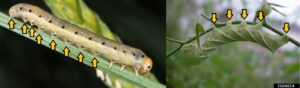 larvae of sawfly
