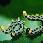 's' shape of sawfly
