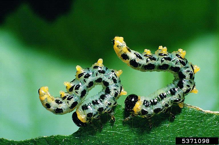 's' shape of sawfly