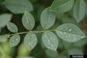 damage to leaf from roseslug