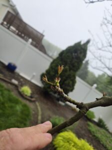 budbreak on sweetgum