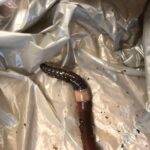 The clitellum, the set of pale, milky colored segments, is the reproductive organ of earthworms.