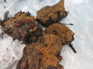 clay soil that doesn't drain