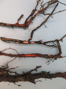 root decay visible