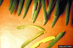yew needles with notched edges