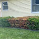 decline of sheared yew