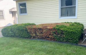 decline of sheared yew