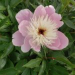 peony