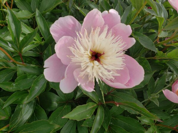 Growing Peonies in the Indiana Landscape