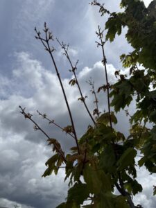 maple with sporadic budbreak