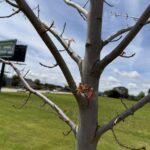 sporadic budbreak in maple