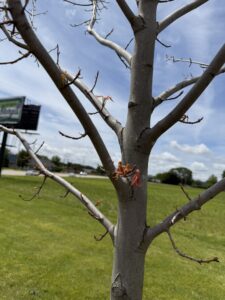 sporadic budbreak in maple