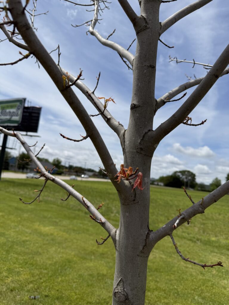 sporadic budbreak in maple