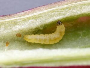 Caloptilia caterpillar