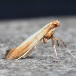 stem-galling moth