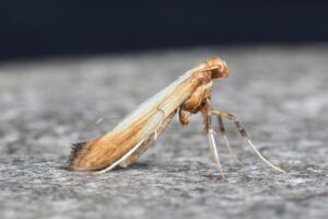 stem-galling moth