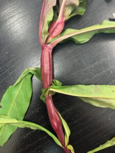 swollen stem galls