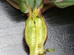 stem cut in half