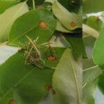 Figure 1 Caption: Symptoms of shothole leaf spot. No pathogen was found