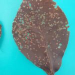 Figure 2 Caption: Shot hole leaf spot caused by Blumeriella jaapii, creating numerous leaf spots.