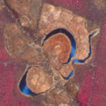 Figure 3 Caption: Close-up image of multiple lesions coalescing and creating larger areas of dead tissue on the leaf.