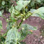 Chili peppers infested with T. parvispinus. Source publication: Payán-Arzapalo, María et al. 2025. Florida Entomologist, 108:1.