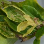 T. parvispinus damage to gardenia terminal. Image credit: Lyle Buss, University of Florida. Source article.