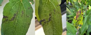 leaf spots on echinacea
