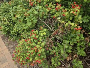prune highbush cranberry