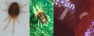 three types of mites