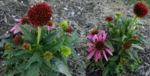 stunting of echinacea