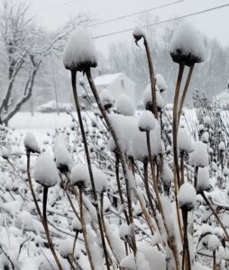 leave purple coneflower through the winter