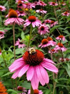 purple coneflower