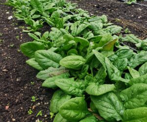 spinach in fall