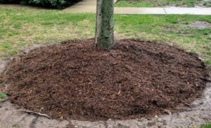 mulching around tree