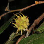 spiny gall
