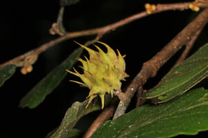 spiny gall
