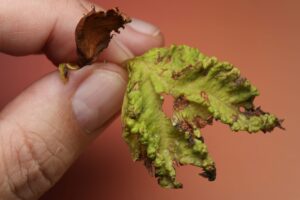 leaf of river birch