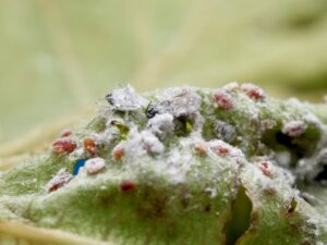 gall aphids living inside birch leaf