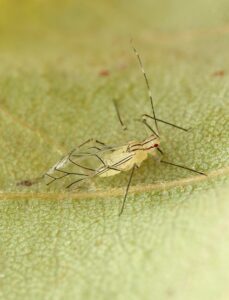 adult aphid