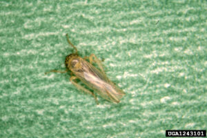 aster leaf hopper
