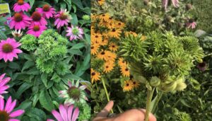 echinacea infected with aster yellows