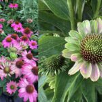 echinacea infected with aster yellows