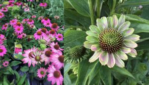 echinacea infected with aster yellows