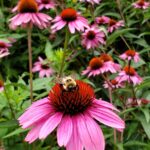 leave stems of perennials in the winter