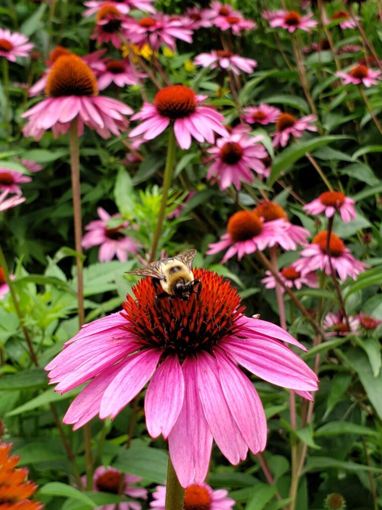 leave stems of perennials in the winter