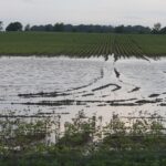flooded field
