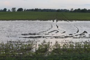 flooded field