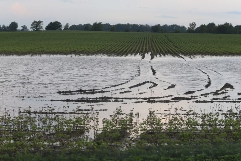 flooded field